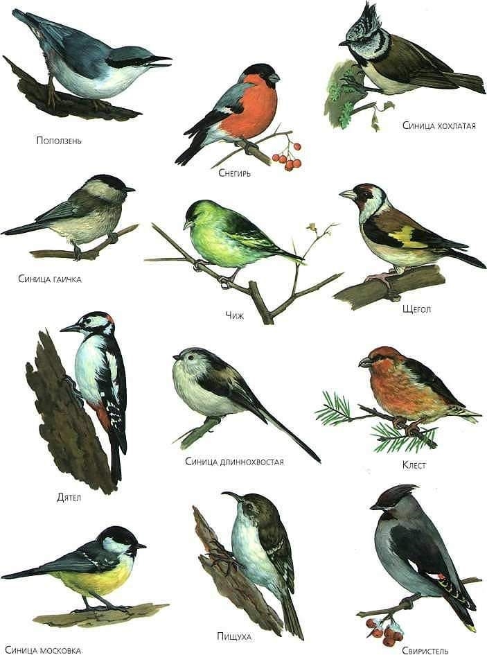 Названия перелетных птиц для детей   картинки 023