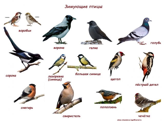 Названия перелетных птиц для детей   картинки 024