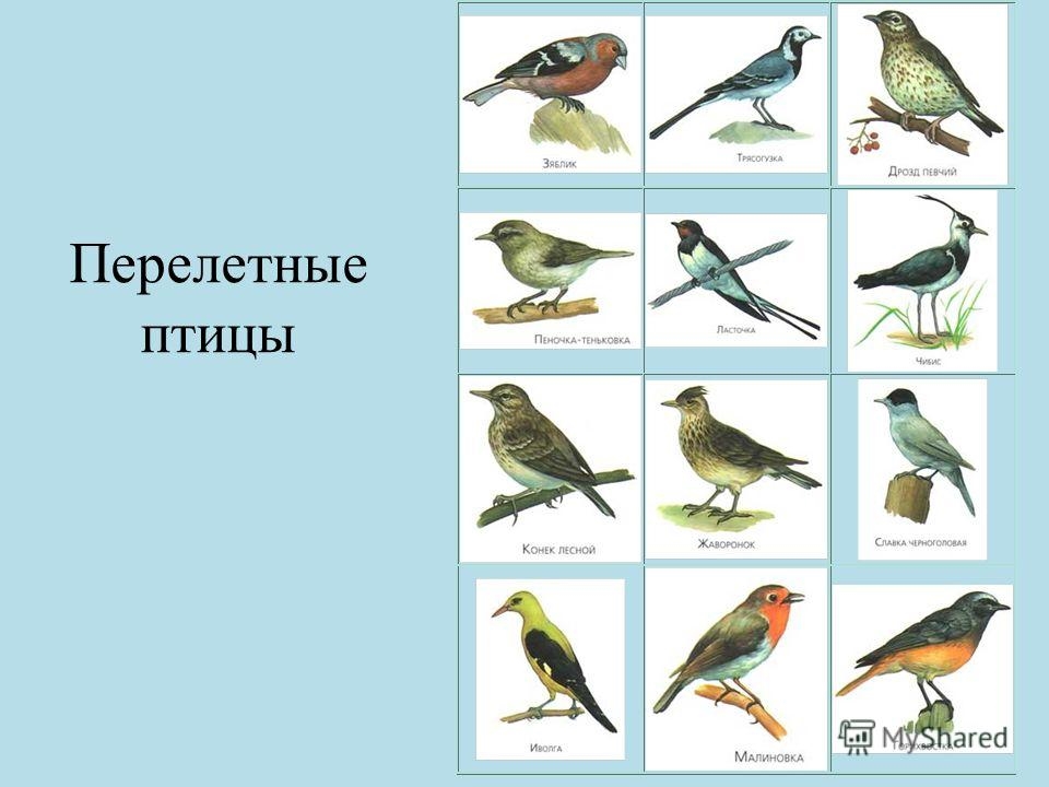 Названия перелетных птиц для детей   картинки 026