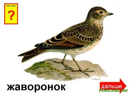 Названия перелетных птиц для детей   картинки 028