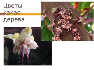 Цветы какао-дерева 