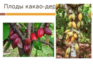Плоды какао-дерева 