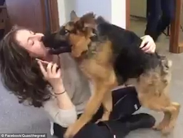 Lovable: Quasimodo cuddles up to Rachel Mairose, founder of Minnesota dog charity Secondhand Hounds