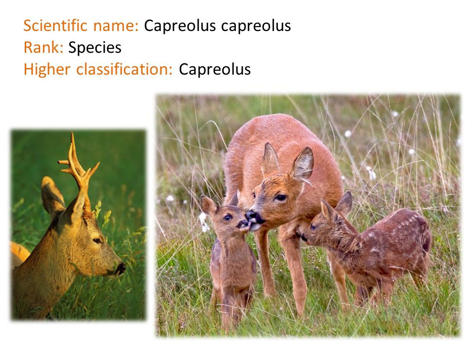 Scientific name: Capreolus capreolus Rank: Species Higher classification: Capreolus