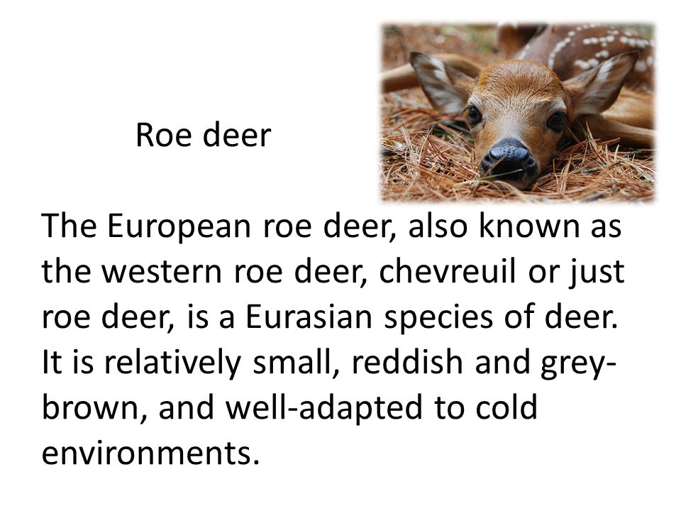 Roe deer The European roe deer, also known as the western roe deer, chevreuil or just roe deer, is a Eurasian species of deer.