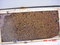 Honeycomb 091f