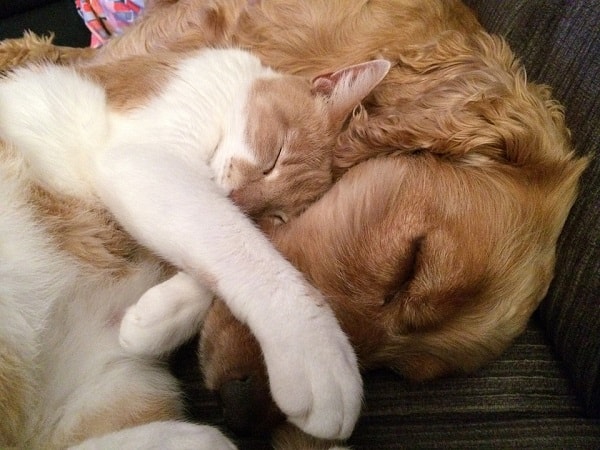смешное фото со спящими собакой и котенком