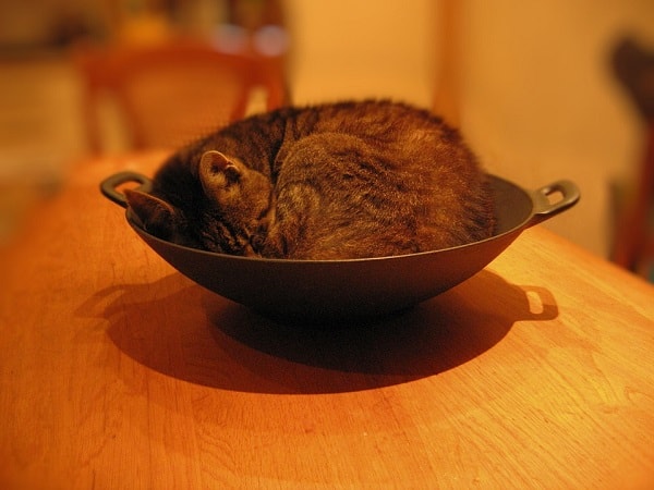 кошка в тарелке