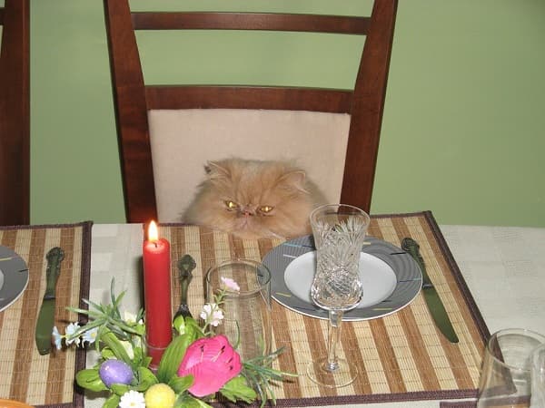 смешное фото кота за столом