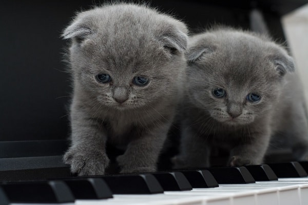 котята на пианино