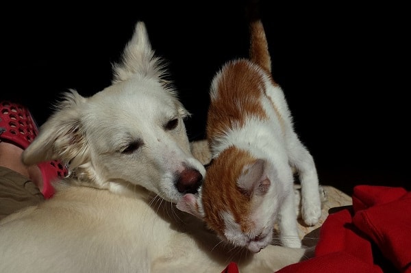 смешное фото собаки и кошки