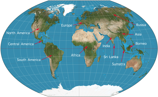 World Map for wild cat species for kids