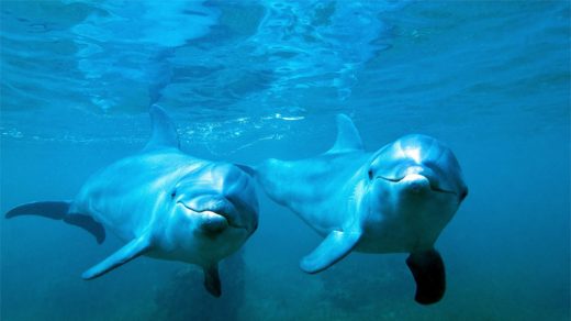 Прикольные и красивые картинки, фото дельфинов в море - подборка 12