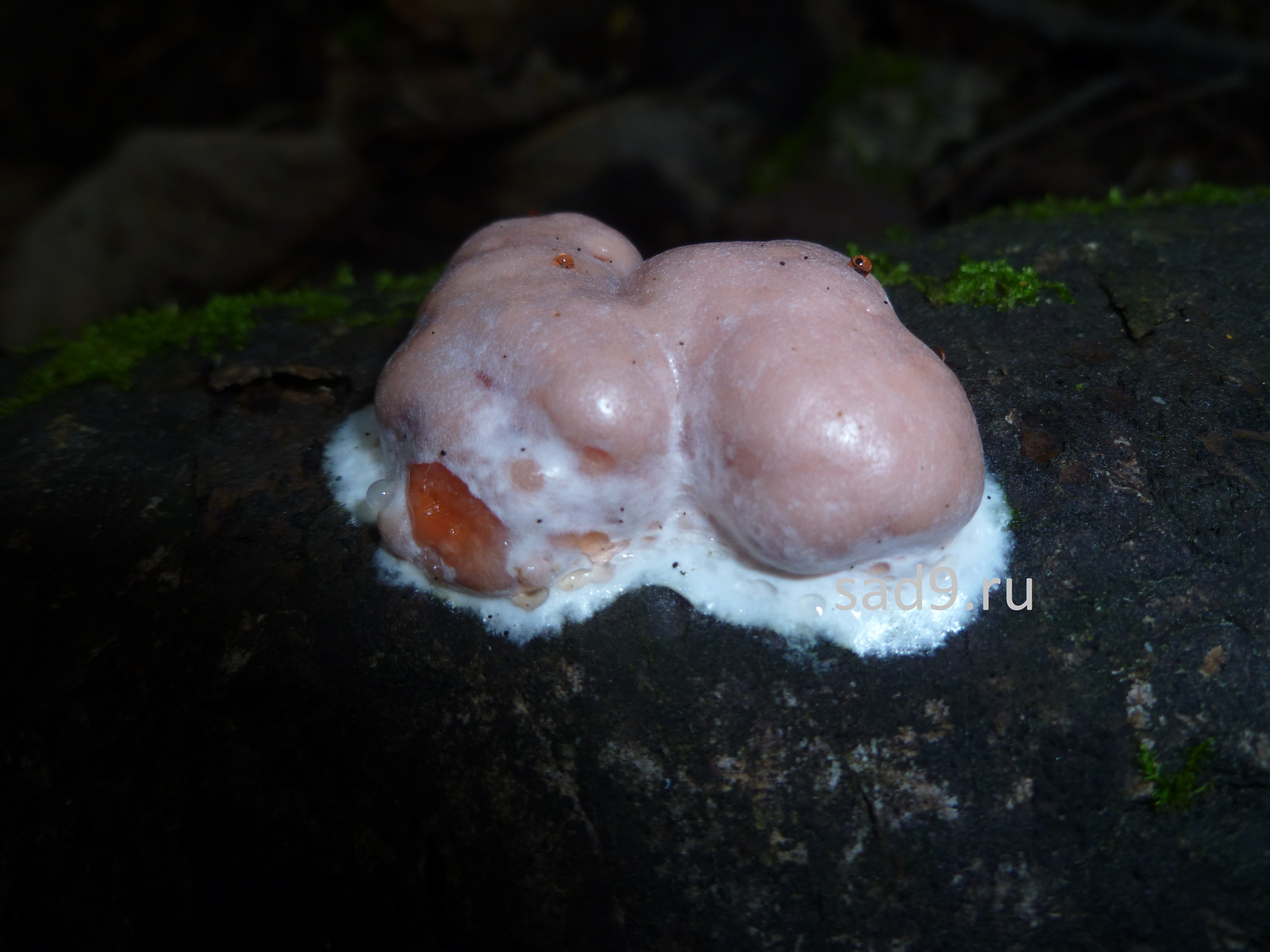 Ядовитые грибы картинки