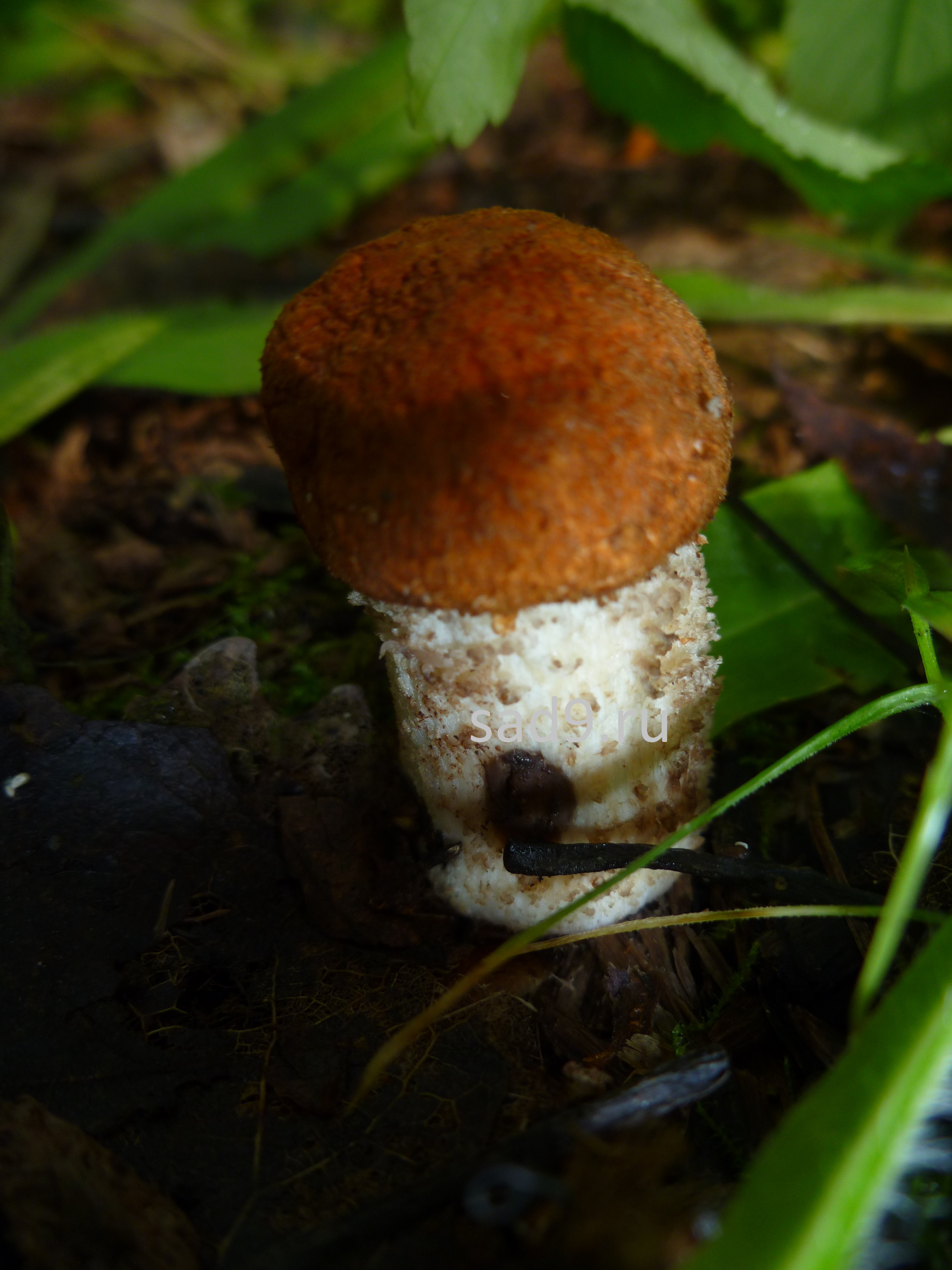 Съедобные грибы картинки с названиями - красноголовик