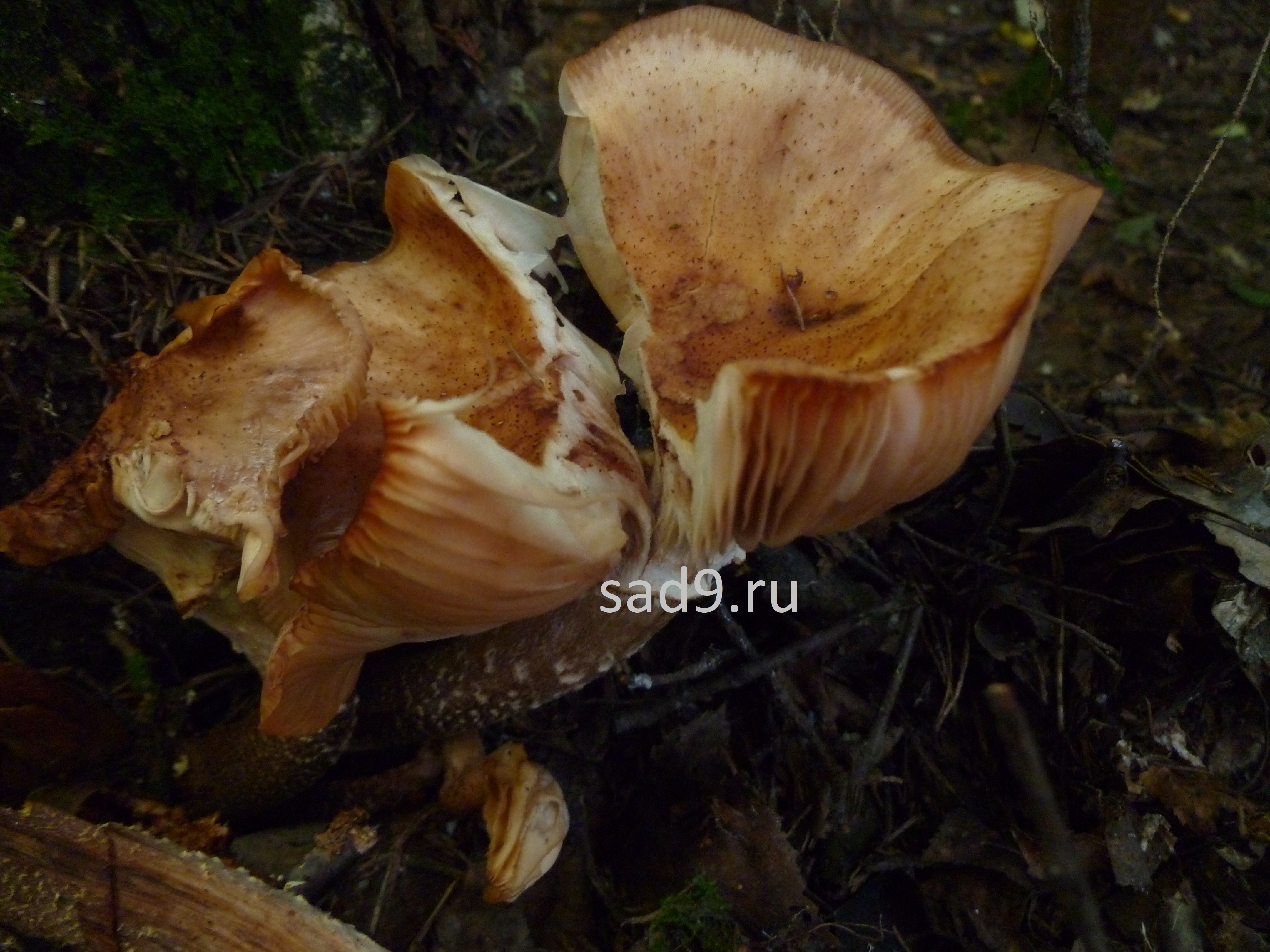 Интересные фото грибов в лесу