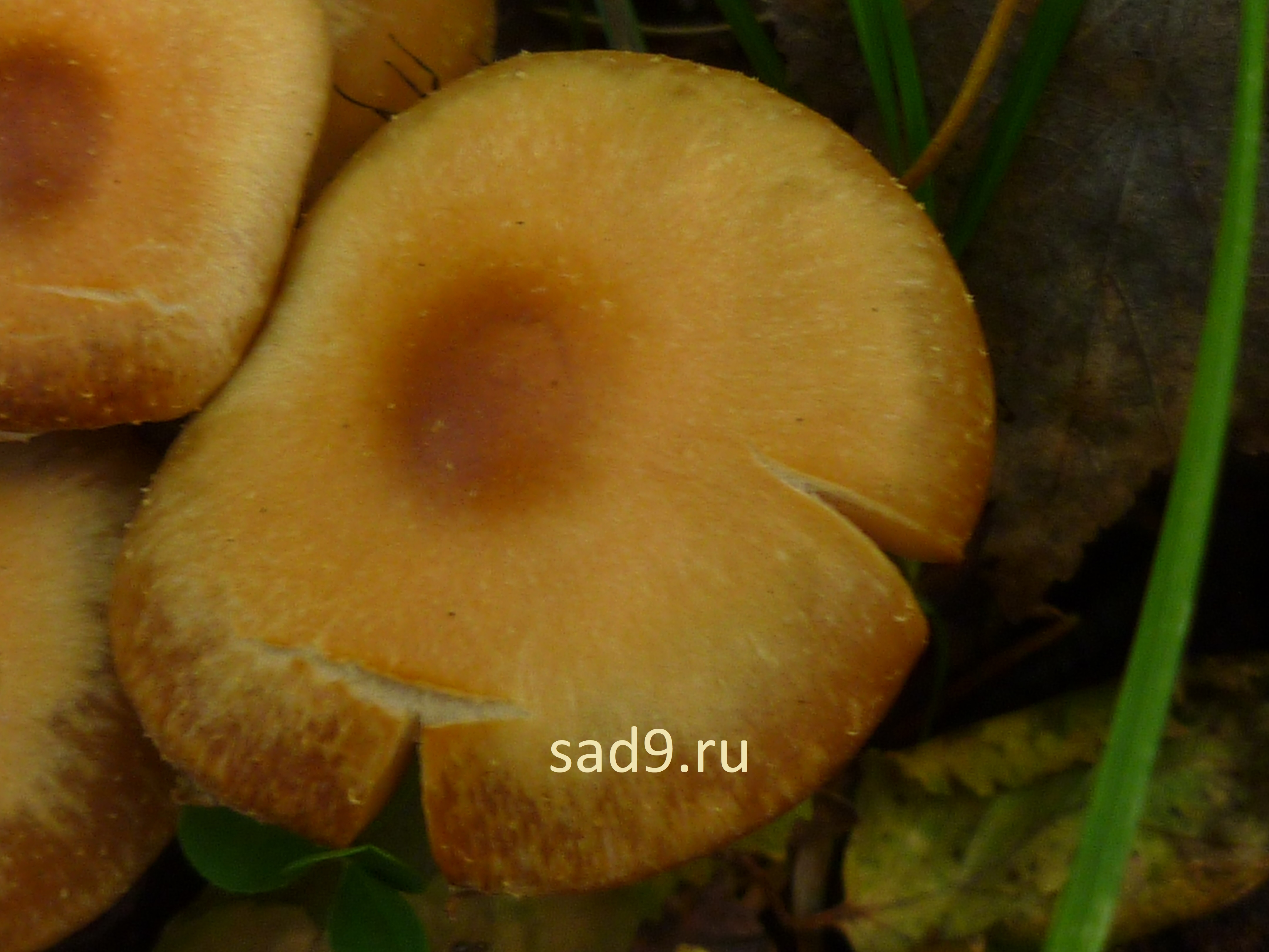 Картинка ложные, несъедобные грибы похожие на опята