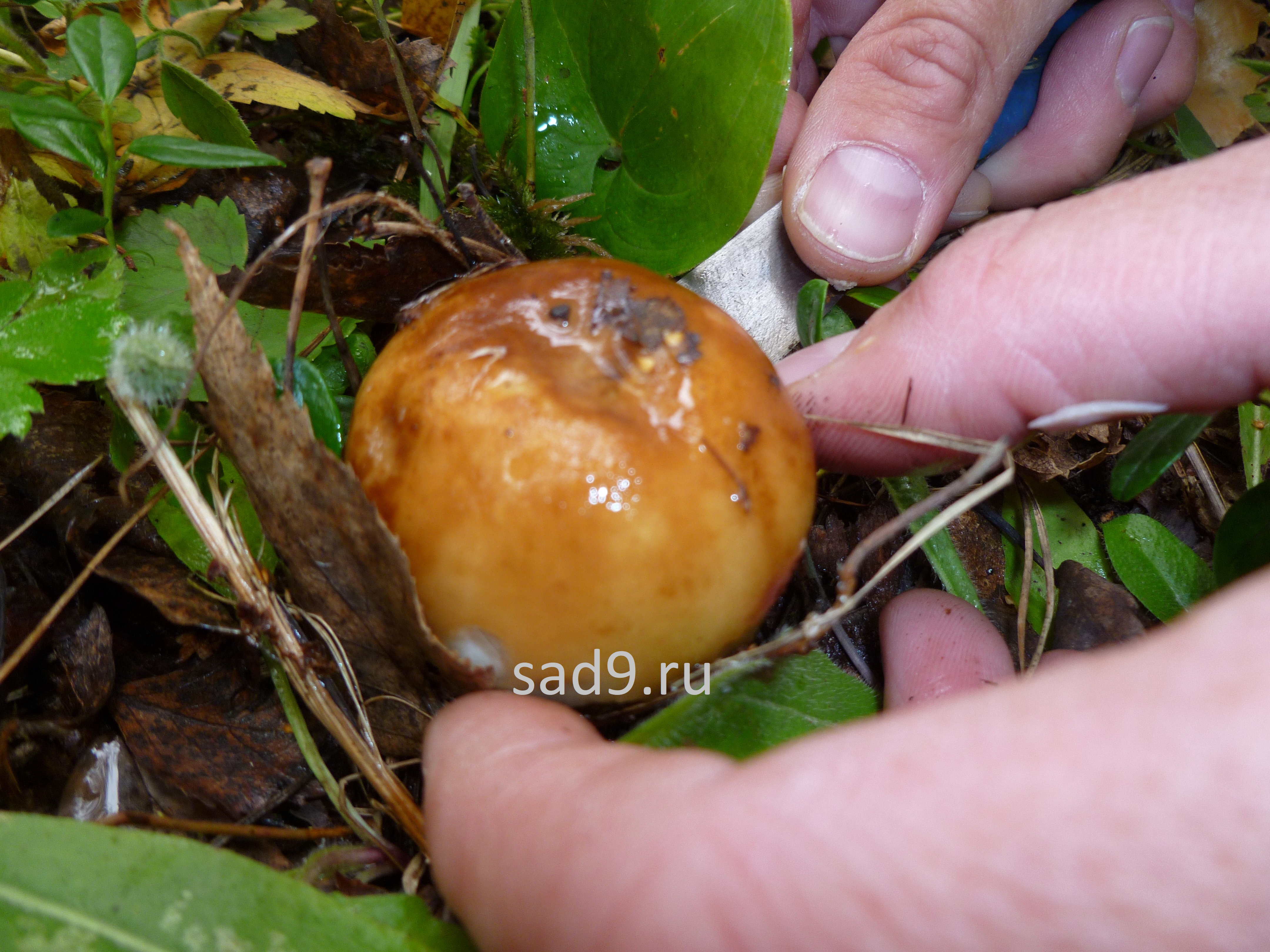 Названия грибов с картинками - бычок