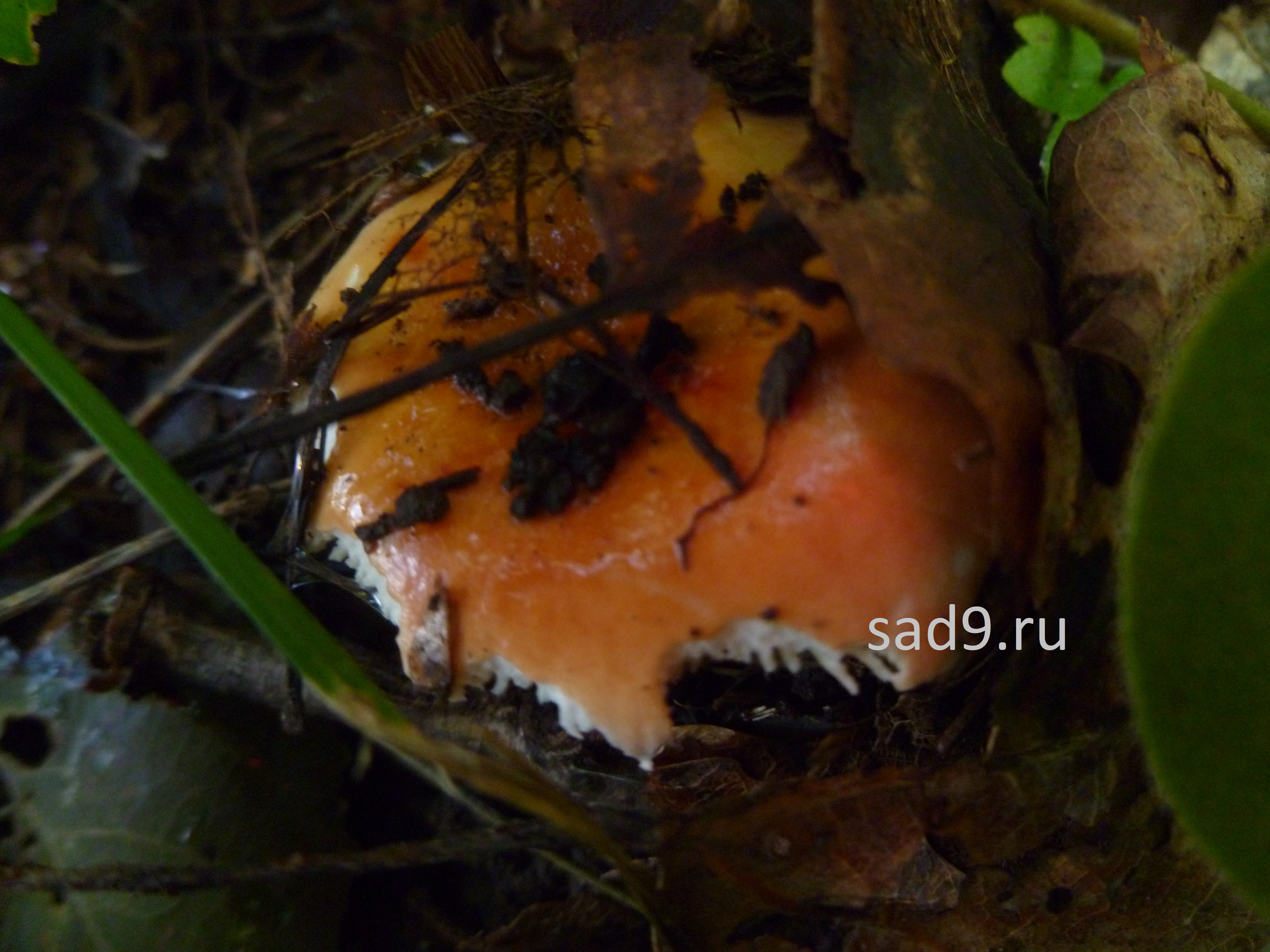Картинки грибов съедобных - синявка или сыроежка
