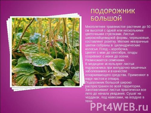 подорожник картинки