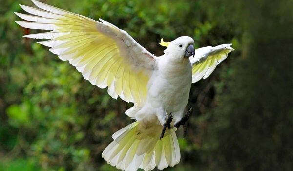 Фото: Большой попугай какаду