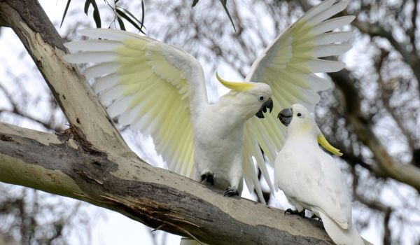 Фото: Попугаи какаду