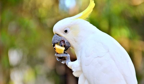 Фото: Белый попугай какаду