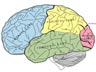 Human brain and senses lesson plan