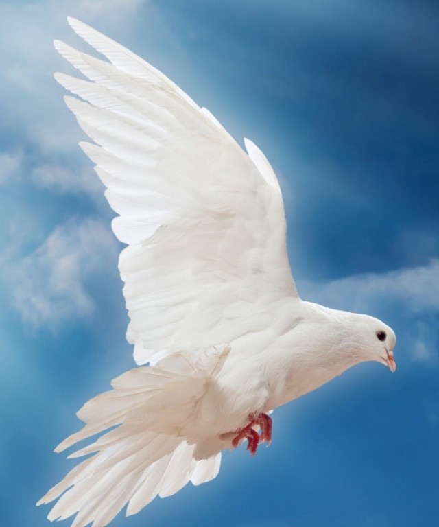 почему голубь символ мира