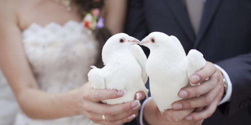 голуби на свадьбе