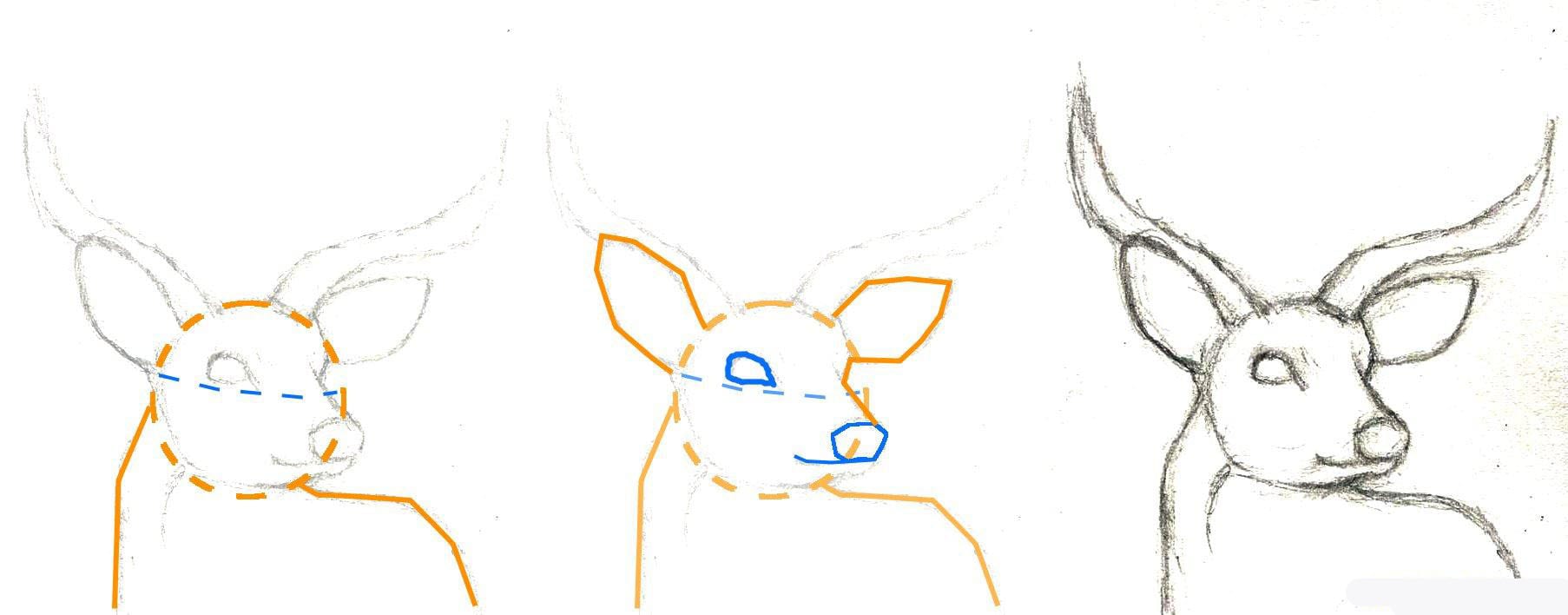 Как нарисовать голову оленя