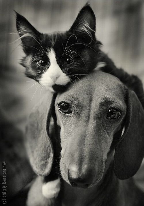 Кошки и собаки (55 фото)