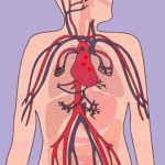 Система кровообращения (анимация)