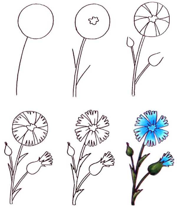 Как нарисовать цветок ирис пошагово